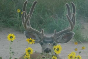 Buck eats sunflowers